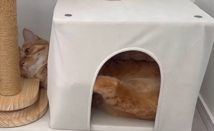 顔をあげる猫