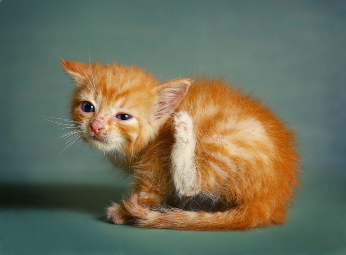 耳をかく茶トラの子猫