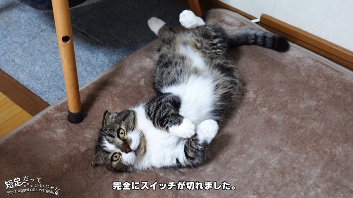 仰向けの猫