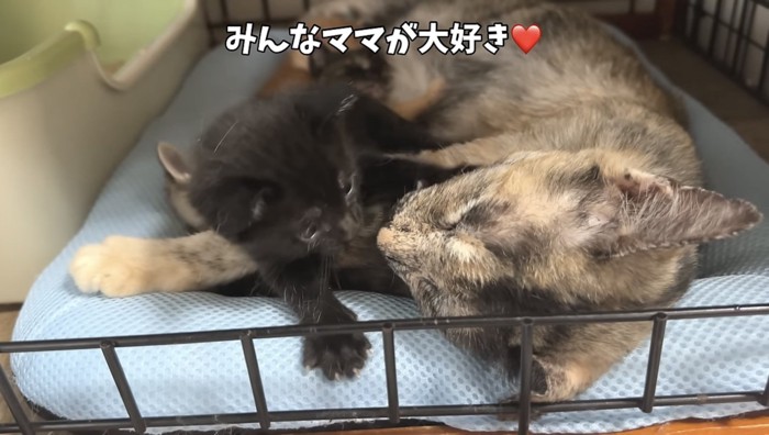 見つめ合う子猫と猫