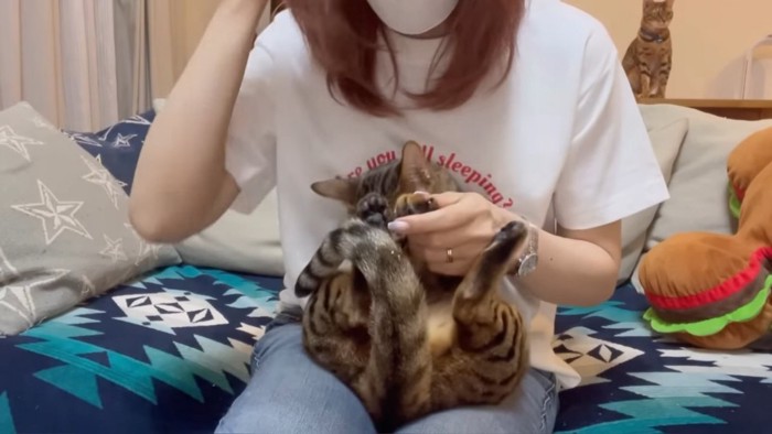 丸くなる猫