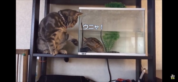 亀が気になる猫