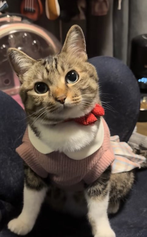 洋服を着て椅子に座っている猫