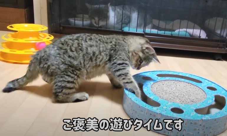 ご褒美でたくさん遊ぶ子猫