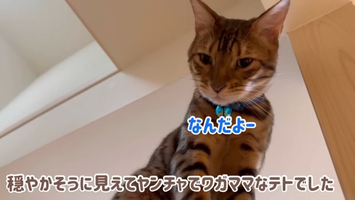 高い場所から見下ろす猫