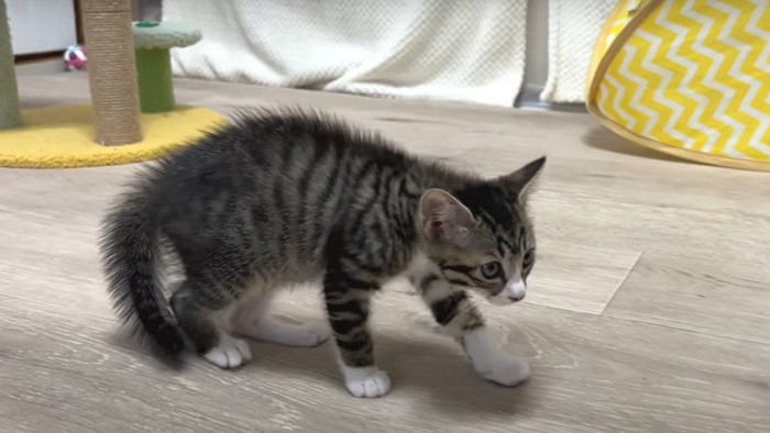 後ずさりする子猫