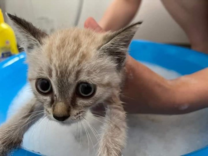 シャンプーしてもらう子猫