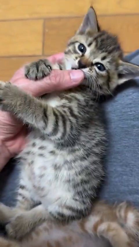 人の手に甘える子猫