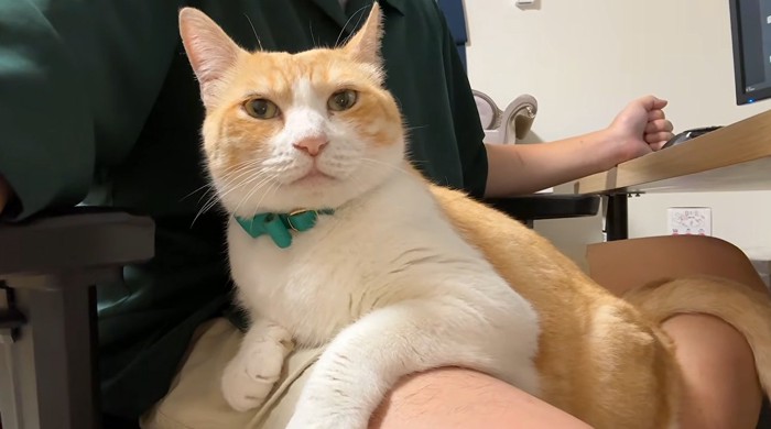 膝の上に乗っている猫