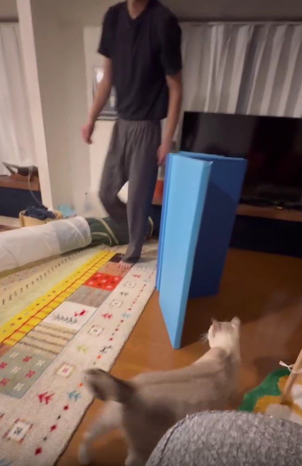 遊んでいる猫とパパさん