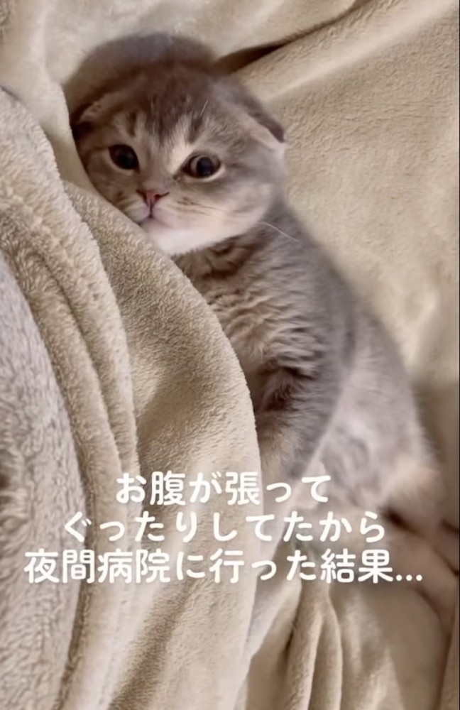 ぐったりした子猫