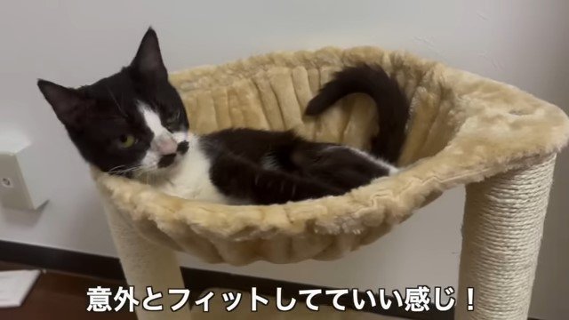 ハンモックで横になる猫