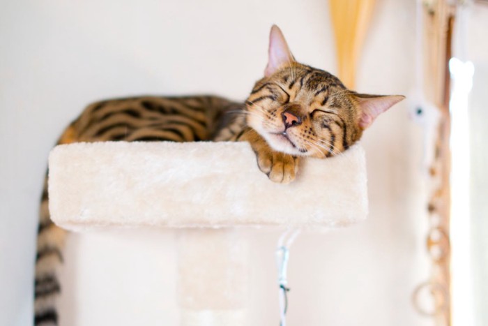 キャットタワーでくつろぐ猫