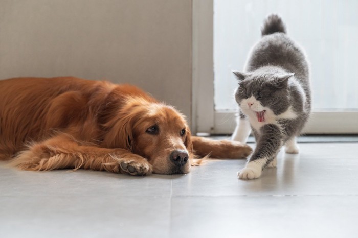 やる気を起こしている猫と犬