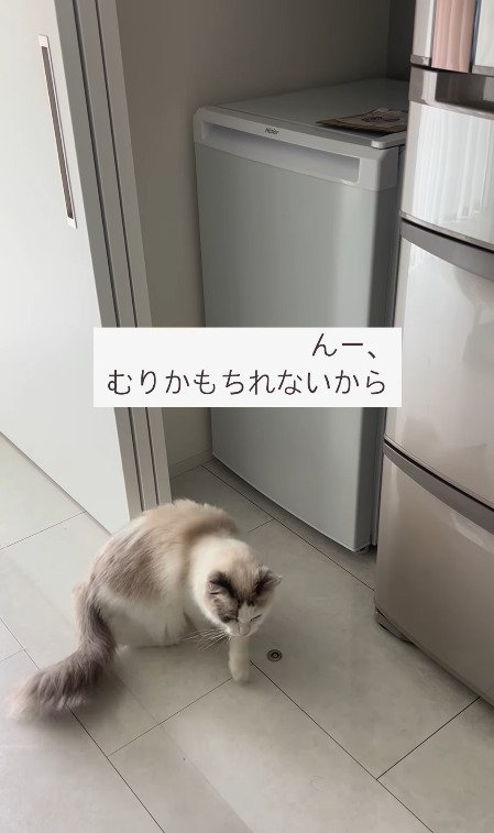 冷凍庫から遠ざかる猫