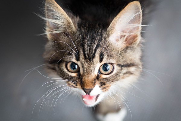 子猫が鳴く】【リサイズ済み