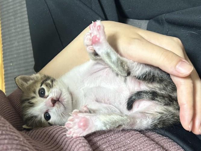寝転がる子猫