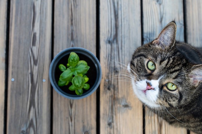 バジルの鉢植えと猫