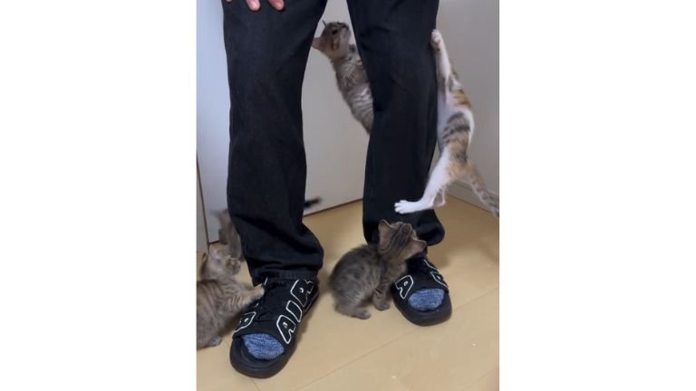 人の脚と子猫たち