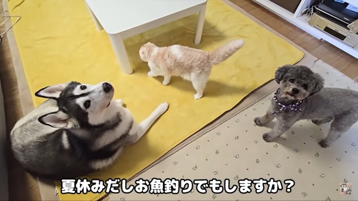 集まる3匹