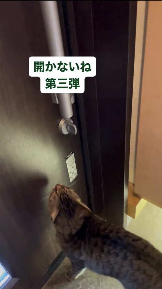 ドアの前に立つ猫