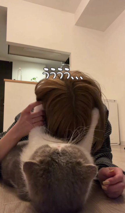 飼い主の頭をつかむ猫
