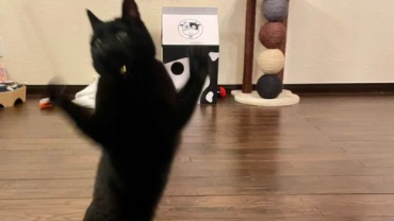二足立ちの猫