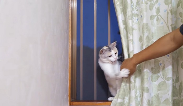 飼い主の手に猫パンチする猫