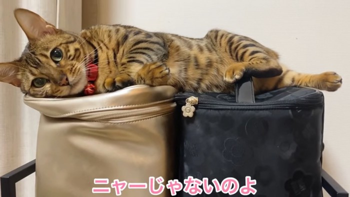 寝そべる猫