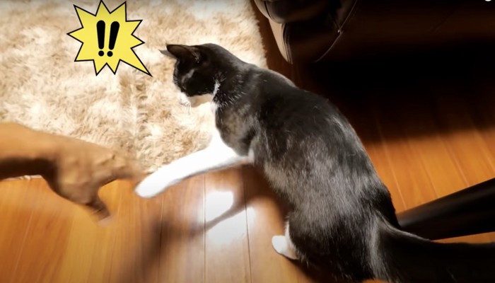 手に驚く猫