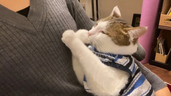 前足をなめる猫