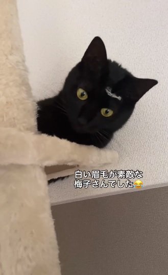 眉毛猫