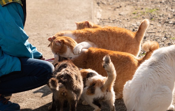 観光客に餌をねだる猫