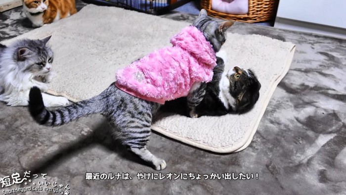 黒系の猫の後ろに立つ服を着た猫