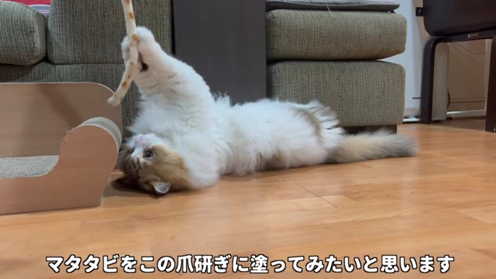 仰向けでおもちゃにじゃれる猫