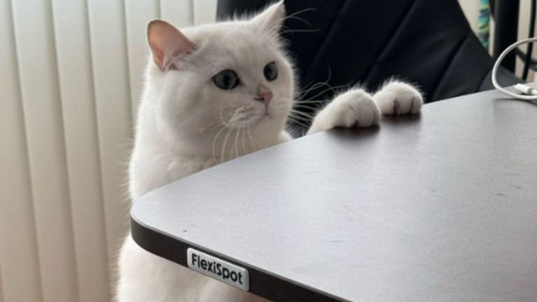 二足立ちしている猫