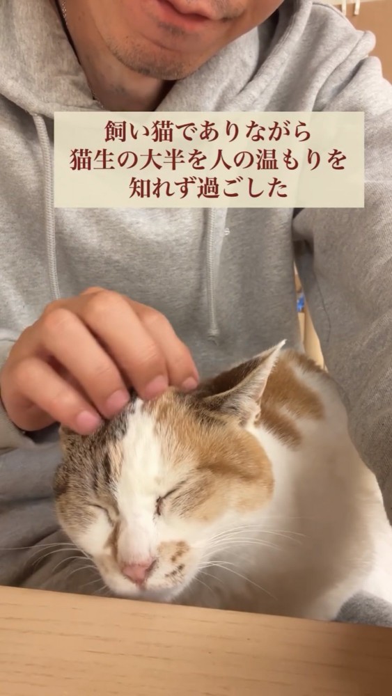 頭を撫でられる猫%年振りの人の温もり