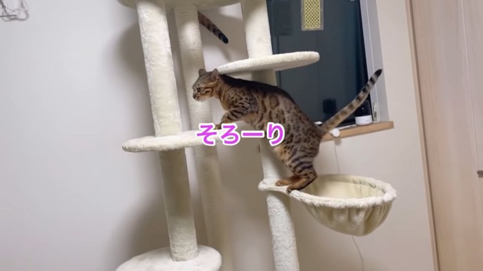 キャットタワーを登る猫