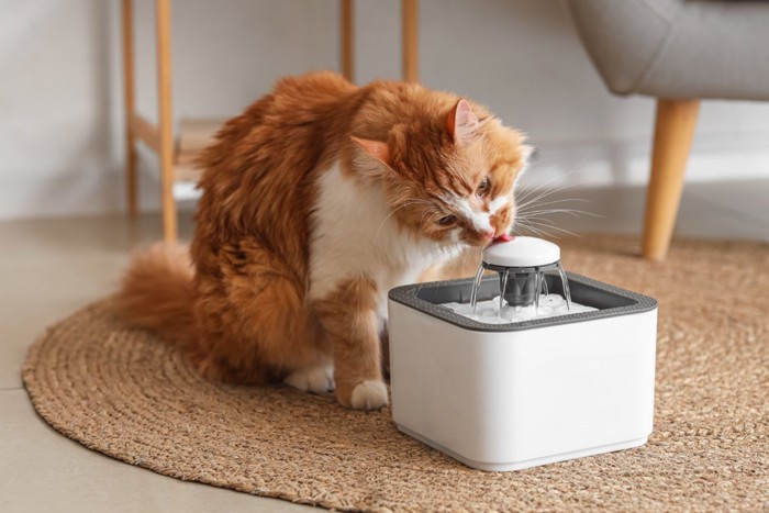自動給水器から水を飲む猫