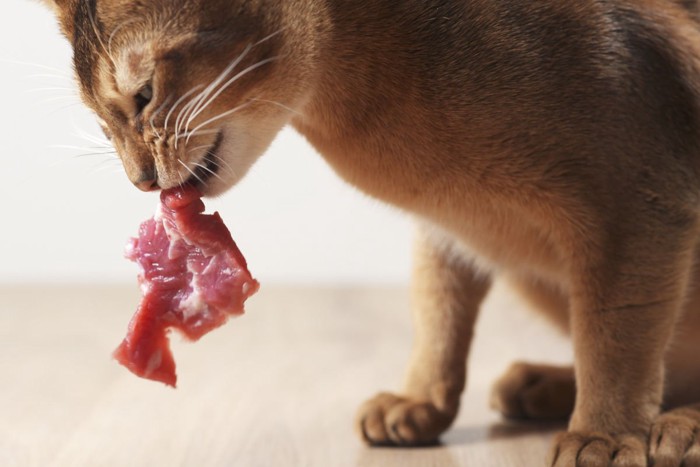 肉を食べる猫