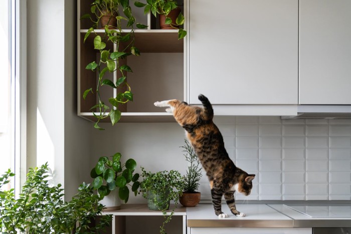 キッチンで移動する猫
