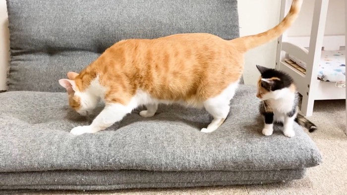 成猫の後ろにいる子猫