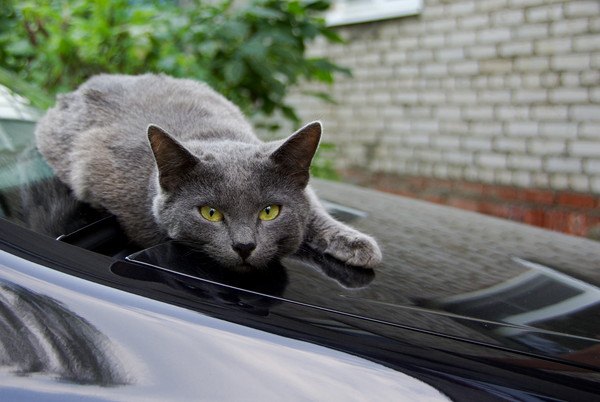 ボンネットの上の猫