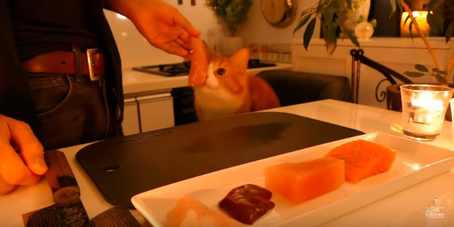 においを嗅ぐ猫