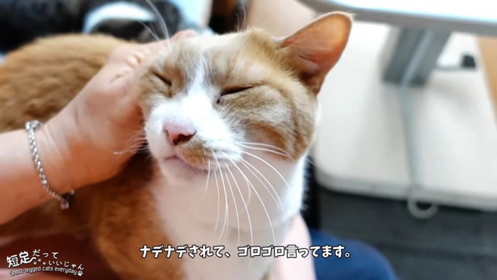 頭をなでられる猫