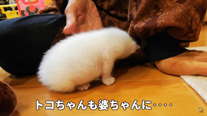 トコちゃんも負けじとべったり