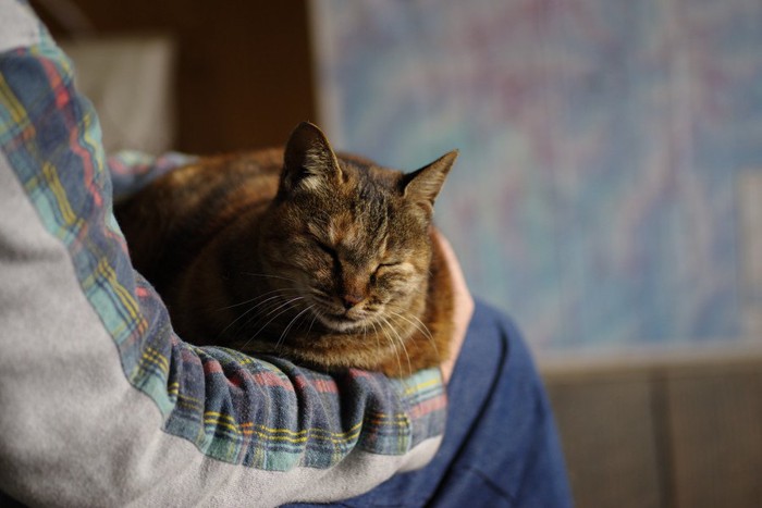 膝の上で眠る猫