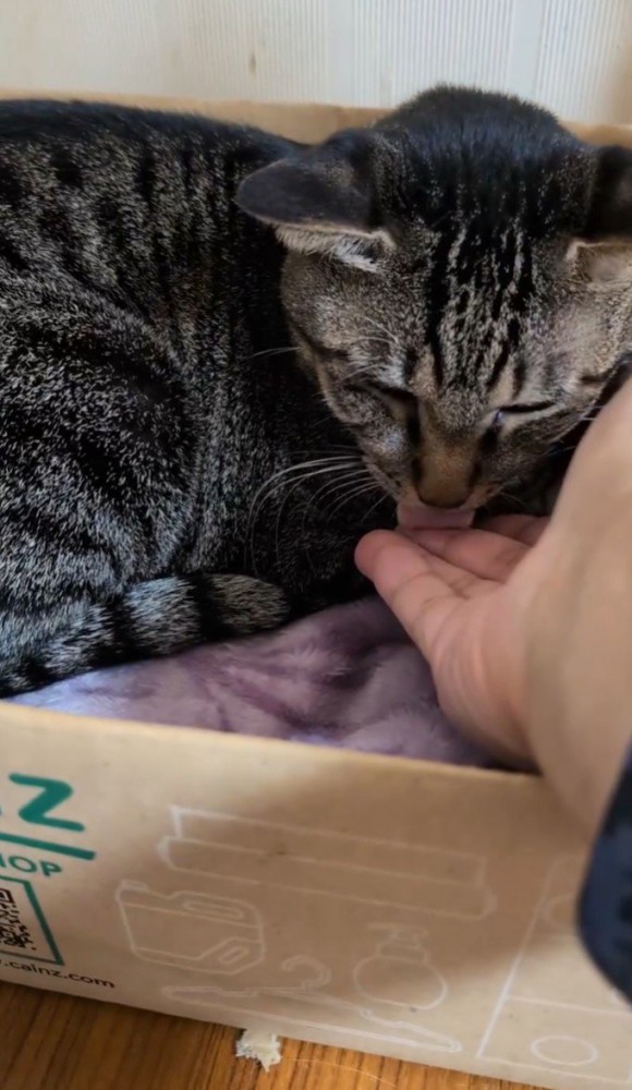 舌で薬を飲もうとする猫