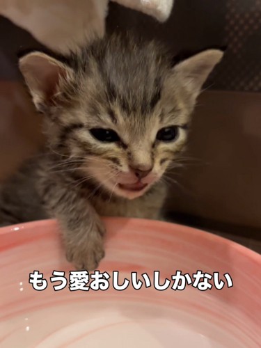水の容器に前足を乗せる子猫