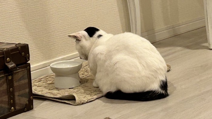 じっとフードボウルを見つめる猫の背中のアップ